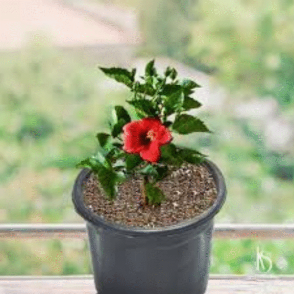 Gudhal Plant (Hibiscus Plant) - Image 4