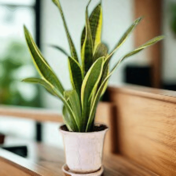 Hahnii Snake-Sansevieria Trifasciata  - Image 3