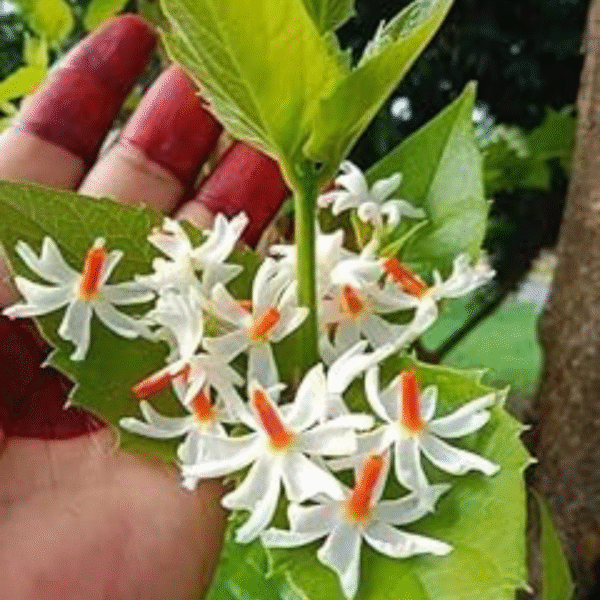Harshingar (Parijat Plant) - Image 3