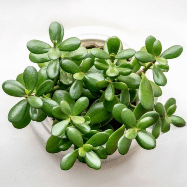 Jade Plant (Crassula Ovata-Green) - Image 2