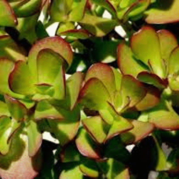 Jade Plant -(Crassula Ovata) - Image 3