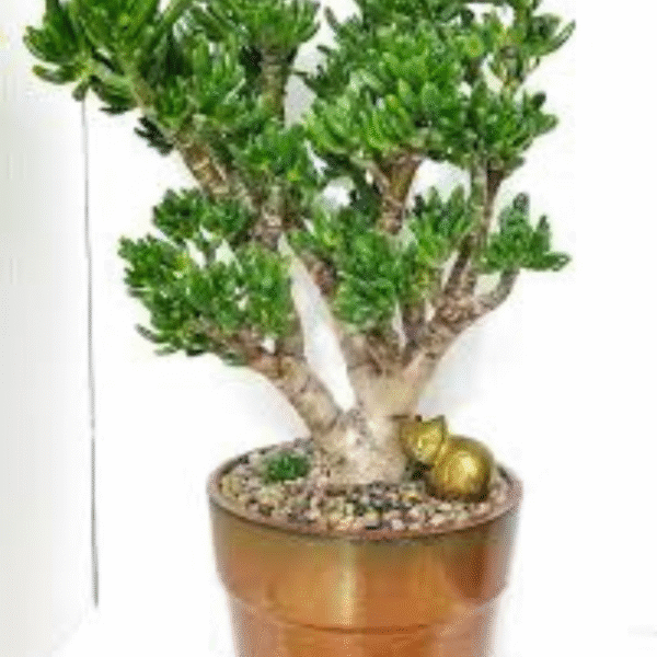 Jade Plant -(Fingure Crassula) - Image 4