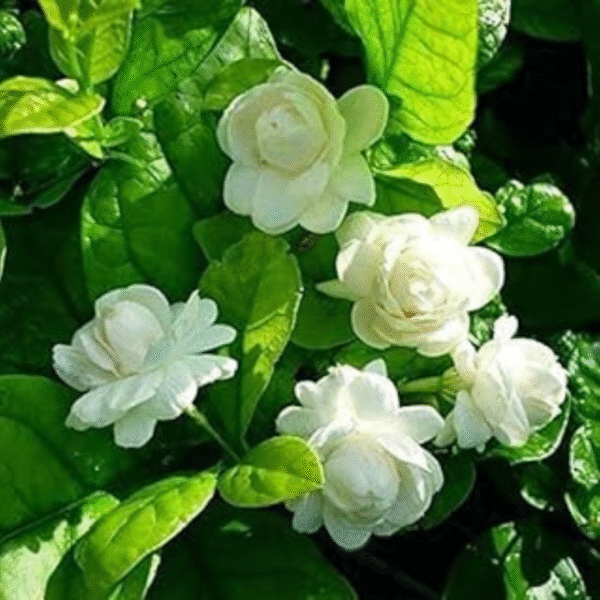 Jasmine Plant (Chameli/Mogra) - Image 3