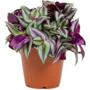 Wandering Jew (Tradescantia Zebrina)