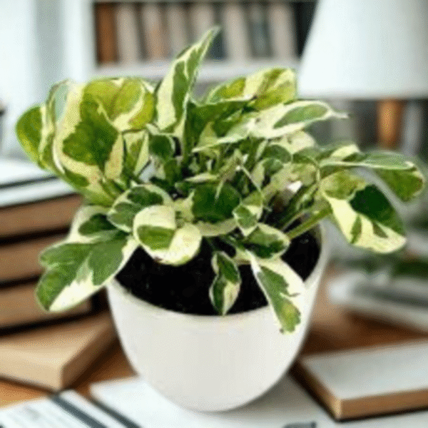N'Joy Pothos (Epipremnum Aureum) - Image 3