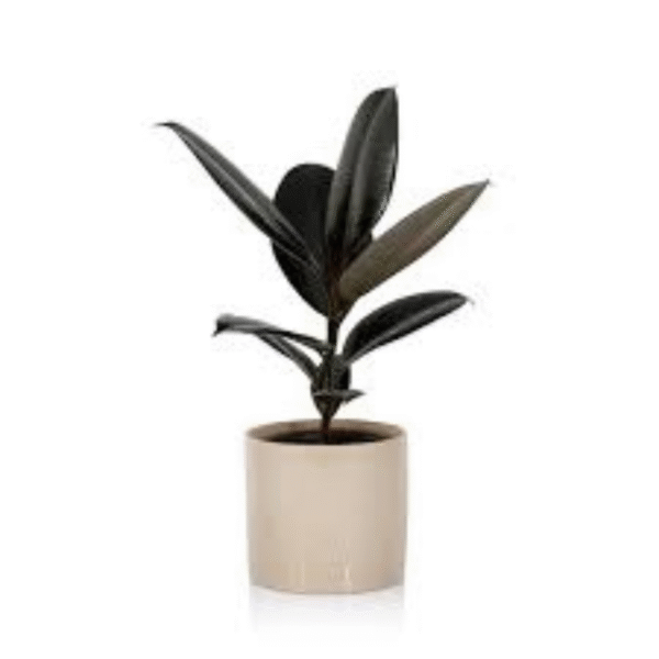 Rubber Plant (Ficus Elastica) - Image 4