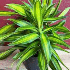 Song of Jamaica(Dracaena Reflexa)