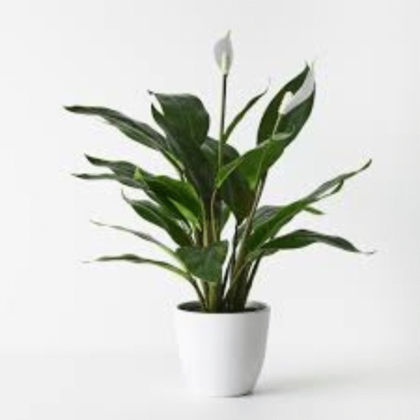 White Lily Plant (Lilium Candidum) - Image 5
