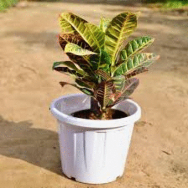 CrotonPetra (Codiaeum Variegatum) - Image 5