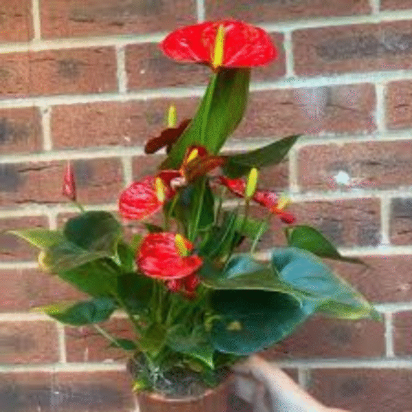 Red Lily (Lilium spp.) - Image 4
