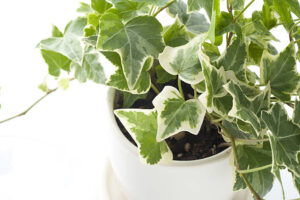 English Ivy (Hedera Helix)