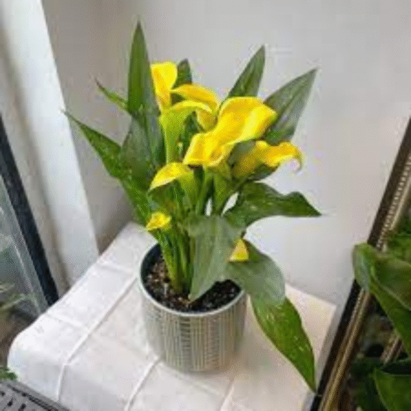 Yellow Lily (Lilium Spp.) - Image 3