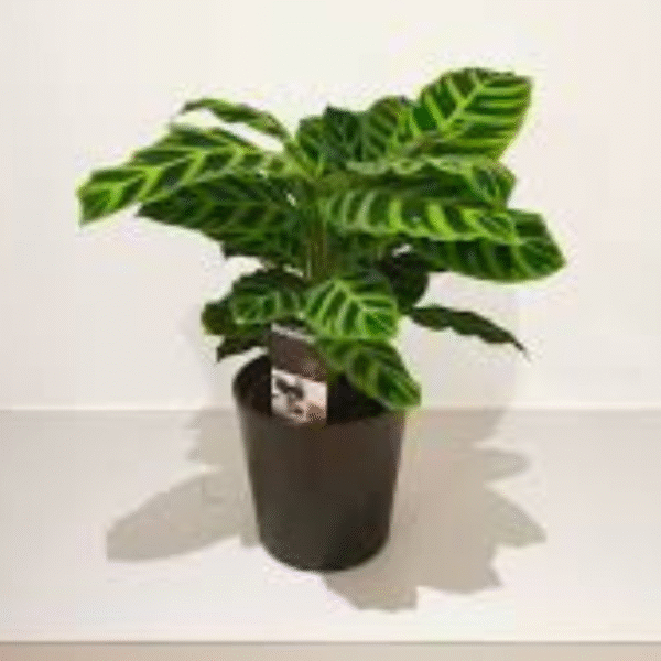 Zabrina (Calathea-Zebra Plant) - Image 3