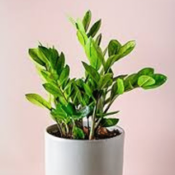 Zamia (Zamioculcas Zamiifolia)–ZZ Plant - Image 3