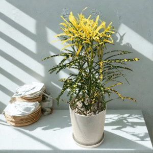 CrotonPetra-Gold Dust Thin Leaf