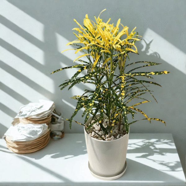 CrotonPetra-Gold Dust Thin Leaf
