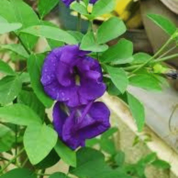 Blue Aparajita (Clitoria Ternatea) - Image 4