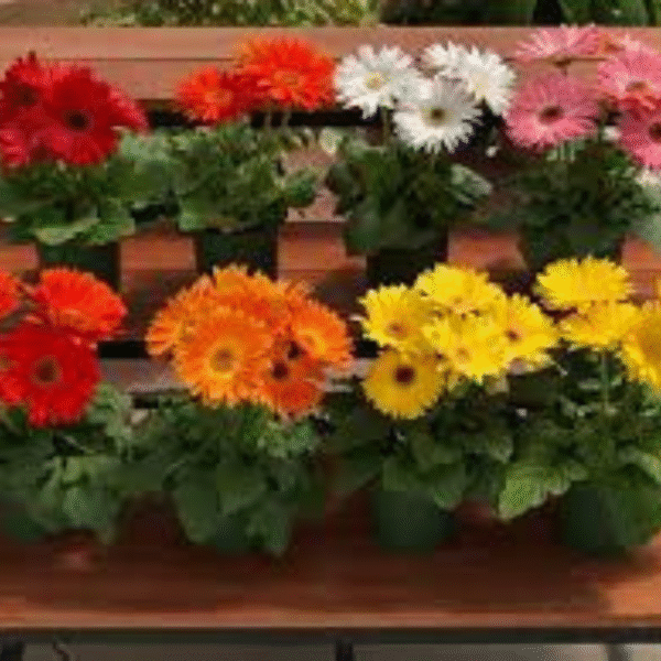 Gerbera Daisy (Gerbera Jamesonii) - Image 4