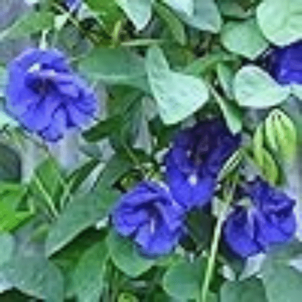 Blue Aparajita (Clitoria Ternatea) - Image 2