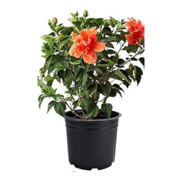 Gudhal Plant (Hibiscus Plant) - Image 2