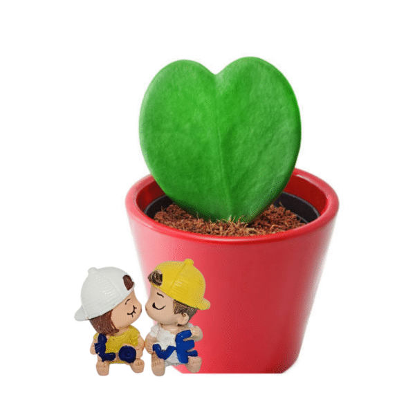 Heart Hoya (Sweetheart Hoya) - Image 4