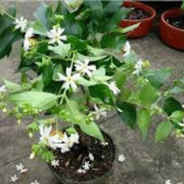 Harshingar (Parijat Plant) - Image 4