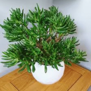 Jade Plant -(Fingure Crassula)