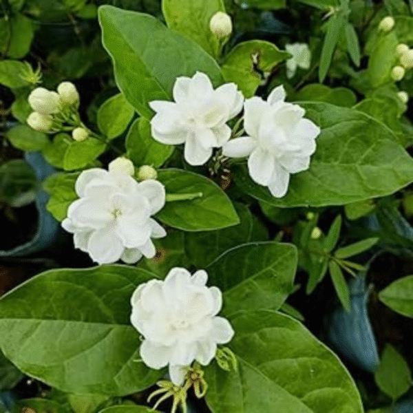Jasmine Plant (Chameli/Mogra) - Image 4