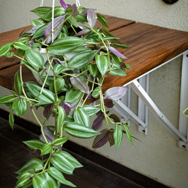 Wandering Jew (Tradescantia Zebrina) - Image 3