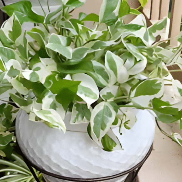 N'Joy Pothos (Epipremnum Aureum) - Image 4