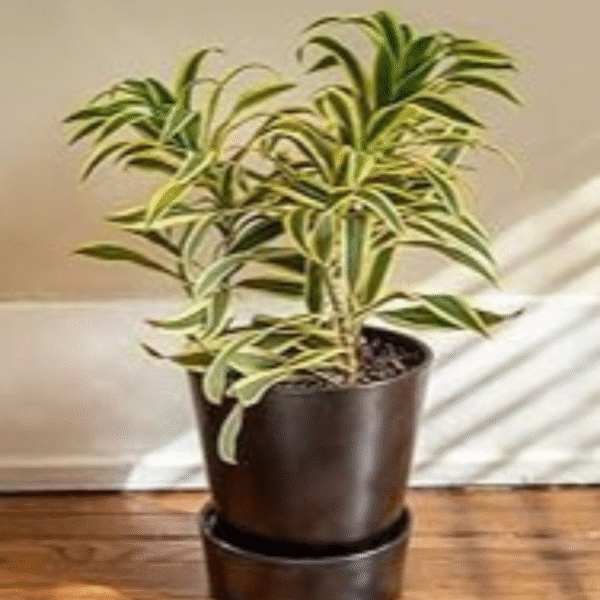 Song of India (Dracaena Reflexa) - Image 5