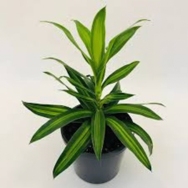 Song of Jamaica(Dracaena Reflexa) - Image 3