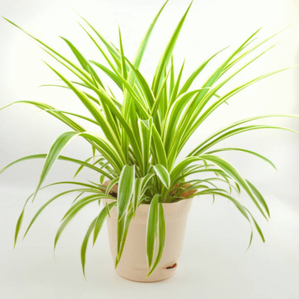 Spider Plant(Chlorophytum Comosum) - Image 4