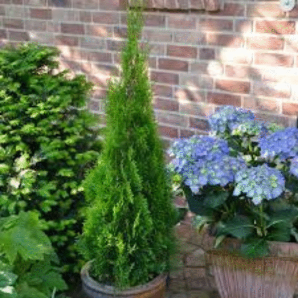 Thuja (Thuja Occidentalis) - Image 3