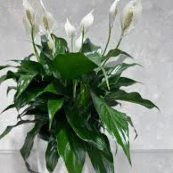 White Lily Plant (Lilium Candidum) - Image 2