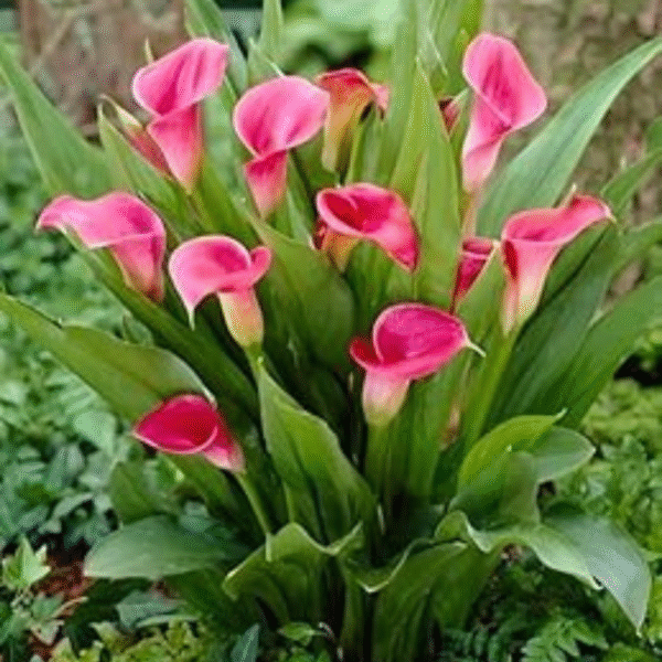 Pink Lily (Lilium Spp.) - Image 3