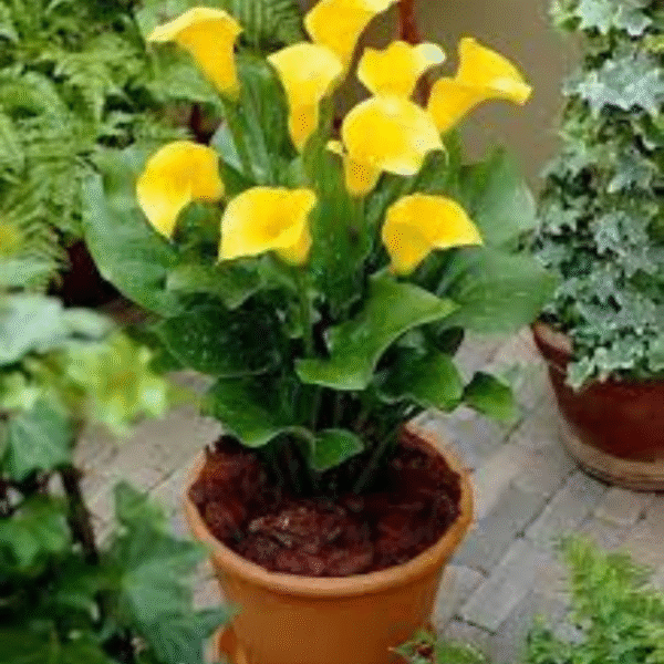 Yellow Lily (Lilium Spp.) - Image 4