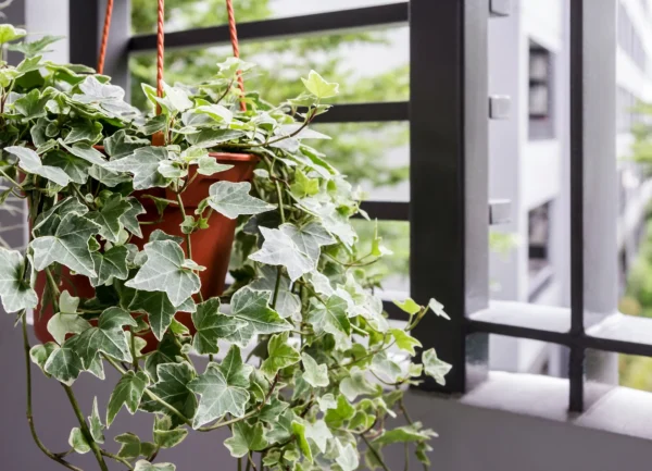 English Ivy (Hedera Helix) - Image 5