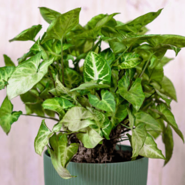 Arrowhead Plant (Syngonium) - Image 4