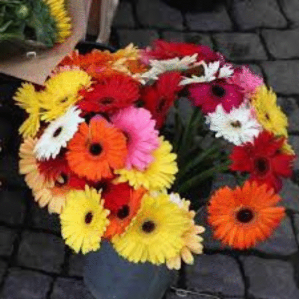 Gerbera Daisy (Gerbera Jamesonii) - Image 3