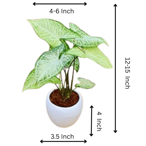 Arrowhead Plant (Syngonium) - Image 5