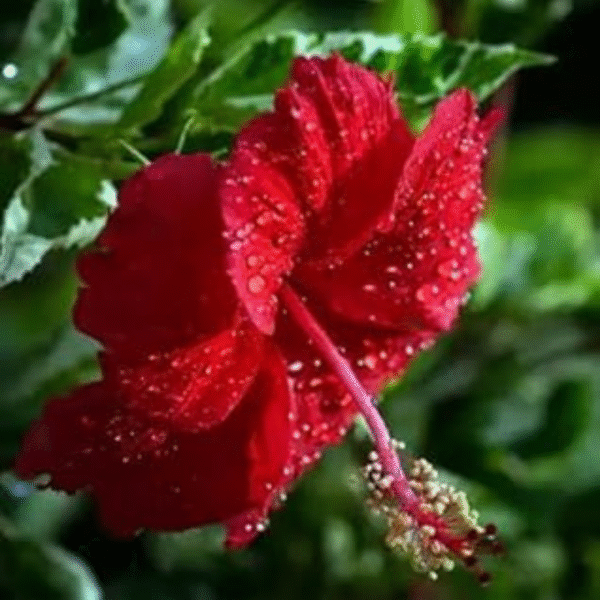 Gudhal Plant (Hibiscus Plant) - Image 5