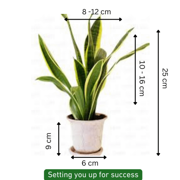 Hahnii Snake-Sansevieria Trifasciata  - Image 5