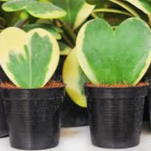 Heart Hoya (Sweetheart Hoya) - Image 6