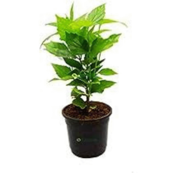 Harshingar (Parijat Plant) - Image 5