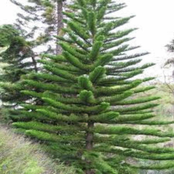 Christmas Tree (Pine Tree) - Image 4
