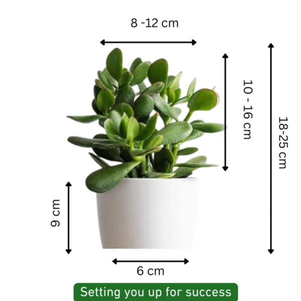 Jade Plant (Crassula Ovata-Green) - Image 6