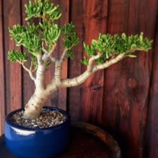 Jade Plant -(Fingure Crassula) - Image 5