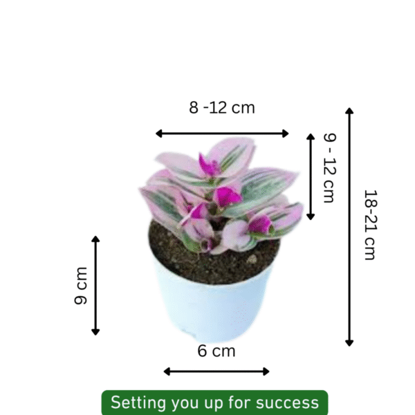 Wandering Jew (Tradescantia Zebrina) - Image 6
