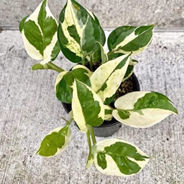 N'Joy Pothos (Epipremnum Aureum) - Image 5